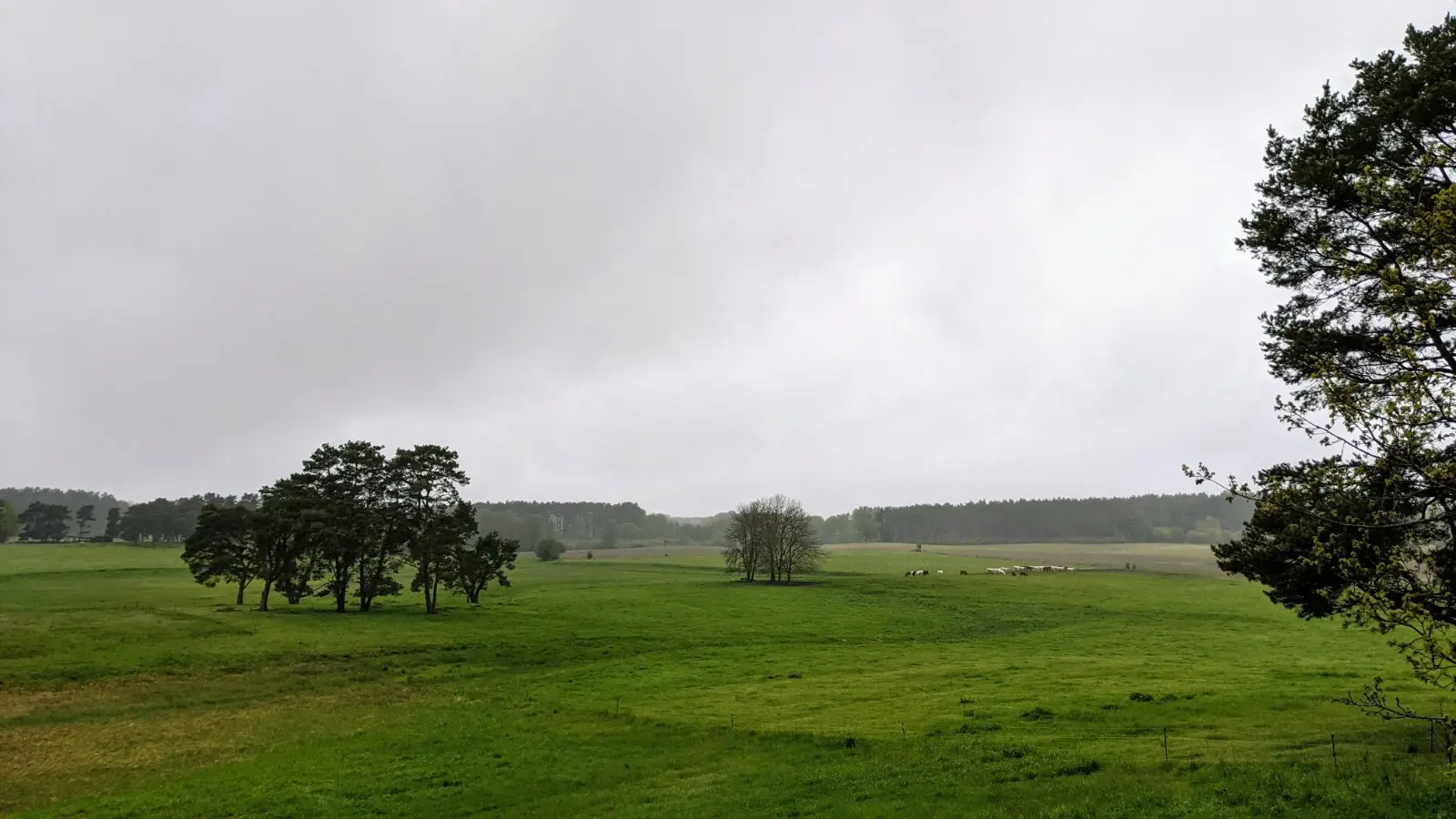 Wiese mit Baumgruppe vor Joachimsthal