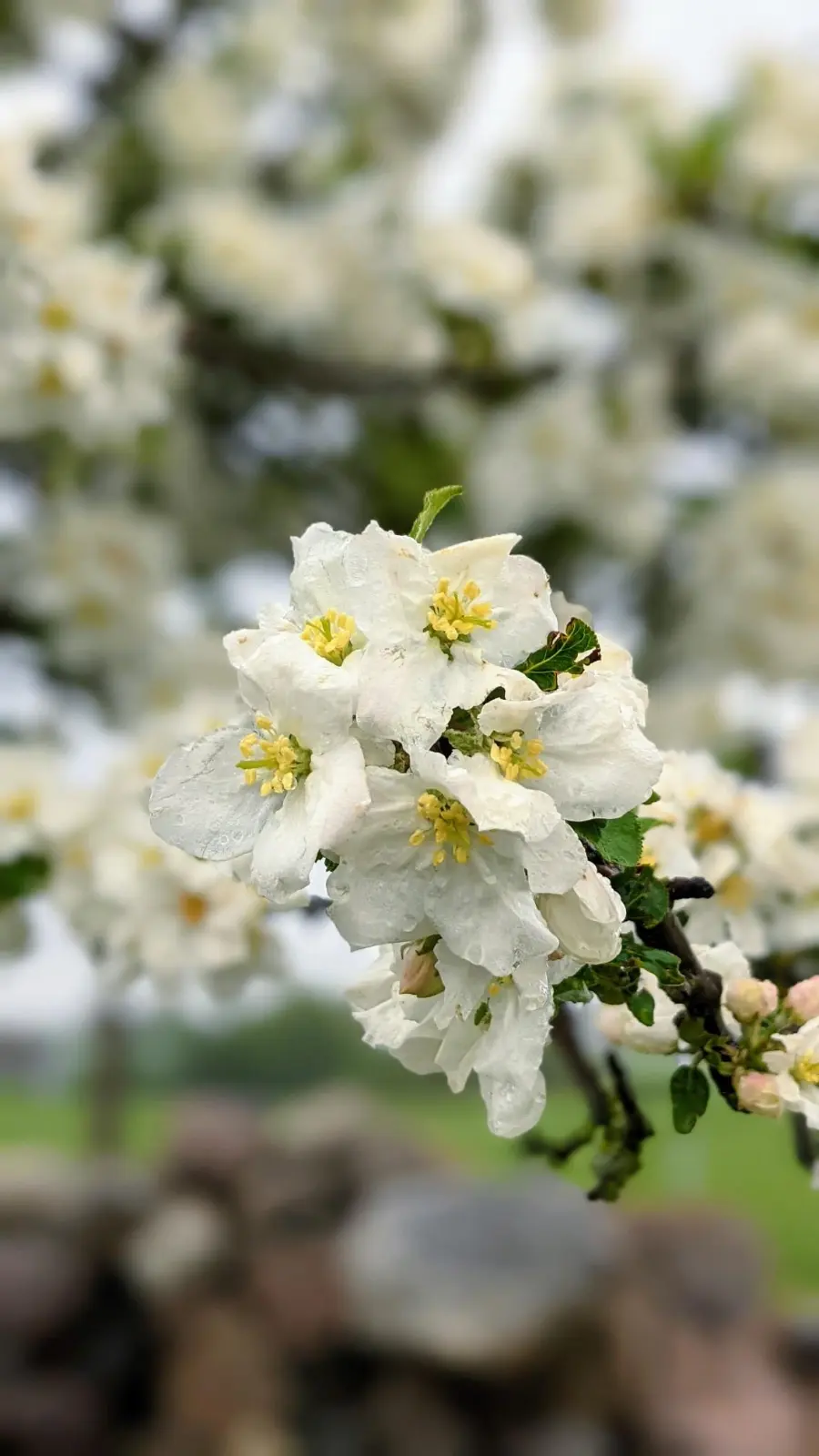 Blühender Obstbaum am Weg vor Joachimsthal