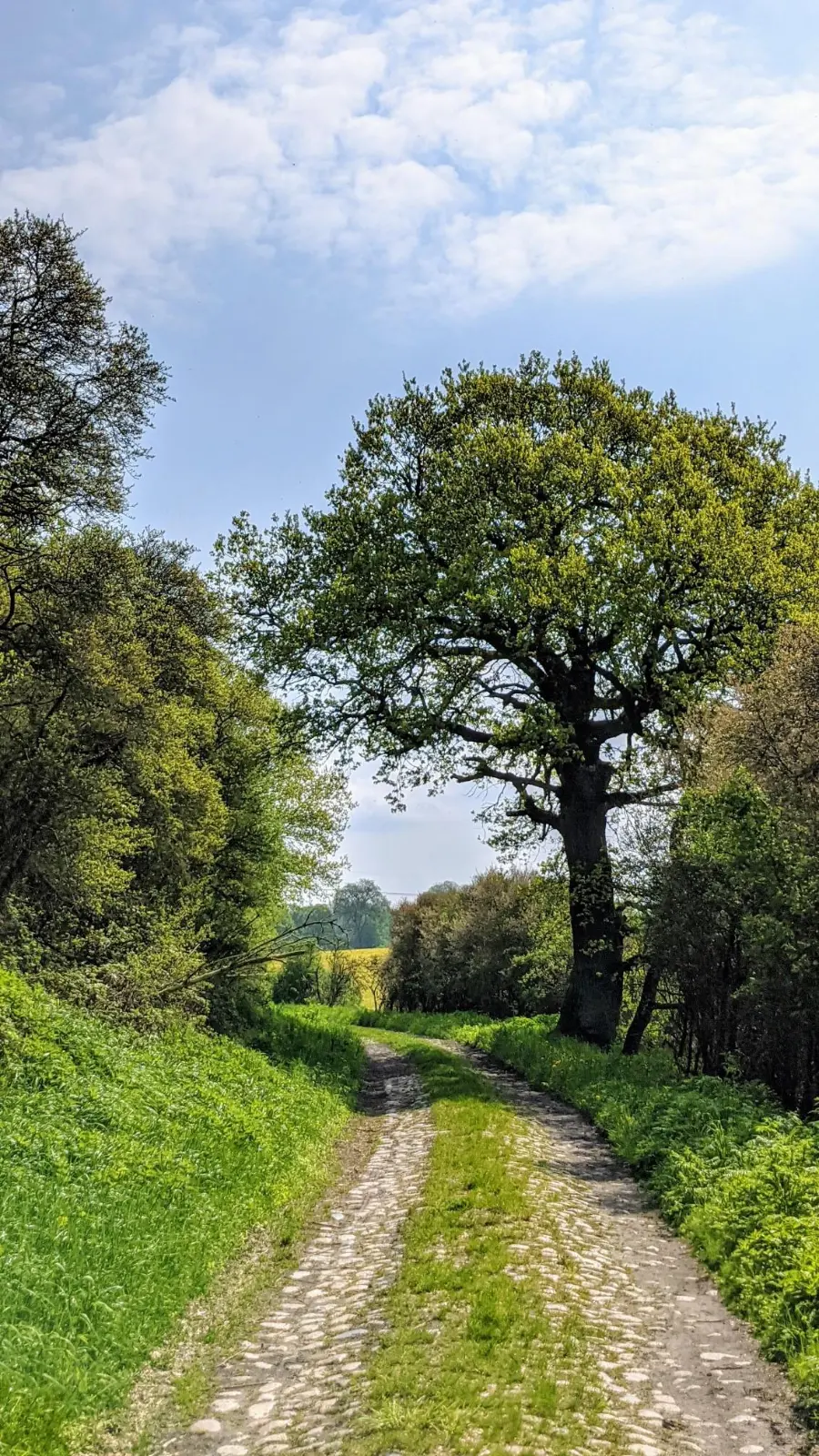 Feldweg mit einer einzelnen Eiche hinter Althüttendorf