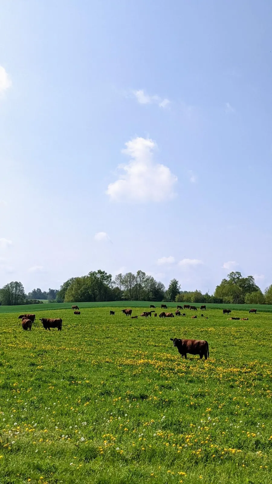 Rinder auf einer Weide bei Althüttendorf