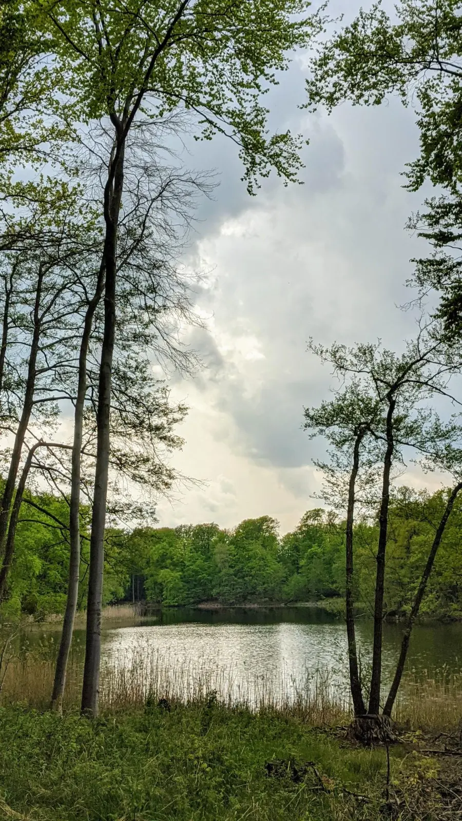 Kleiner Waldsee am Rand des Grumsin