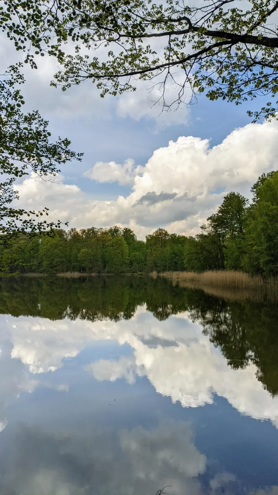 Ufer des Großen Schwarzen Sees zwischen Buchen