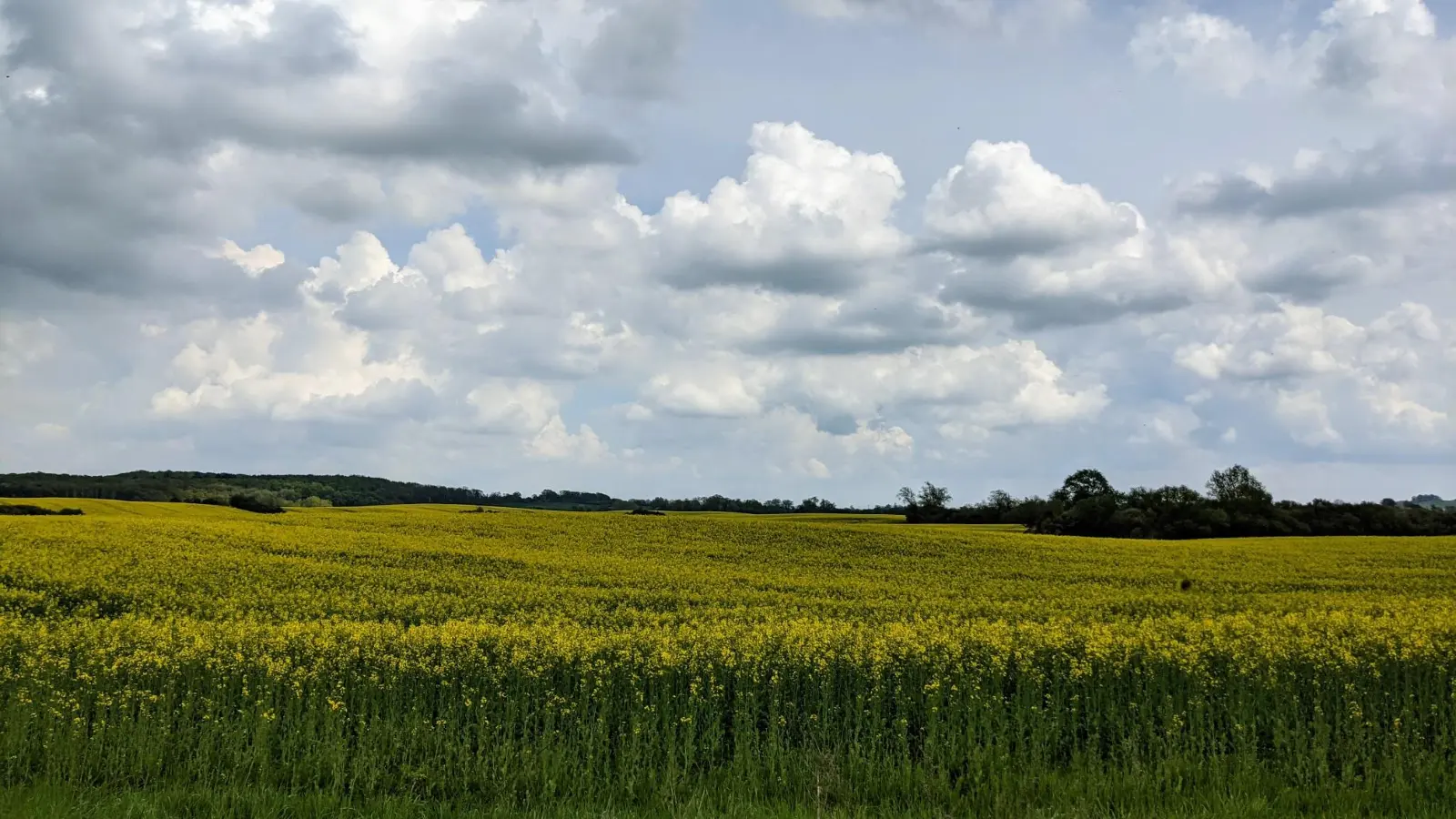 Blühendes Rapsfeld bei Groß-Ziethen unter dunklen Wolken