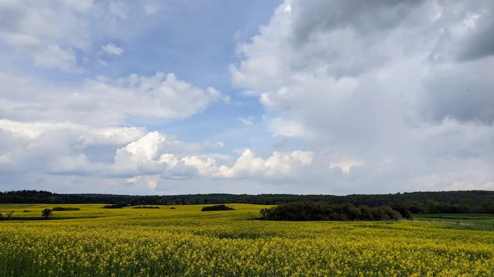 Rapsfeld vor Groß-Ziethen
