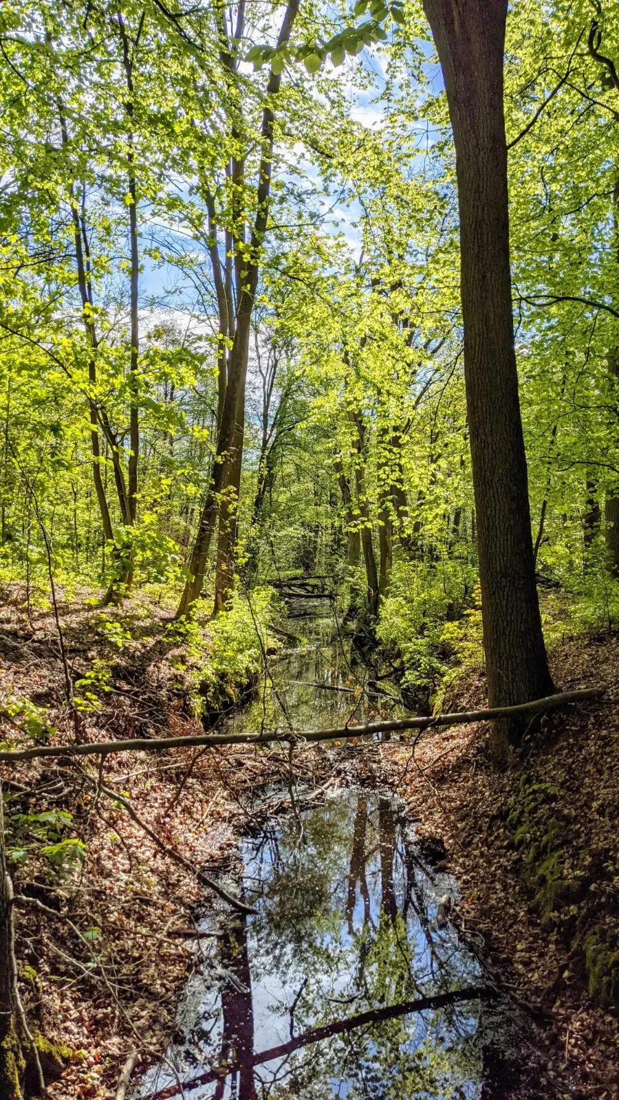 Graben im Buchenwald zwischen Chorin und Brodowin