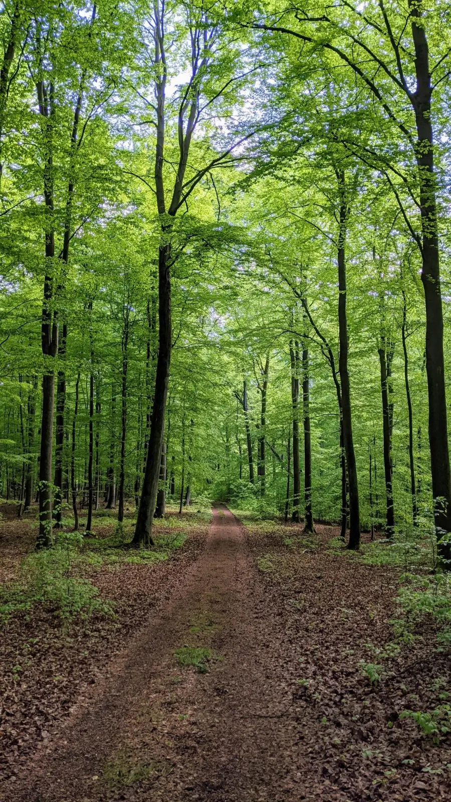 Weg durch den Buchenwald zwischen Chorin und Brodowin