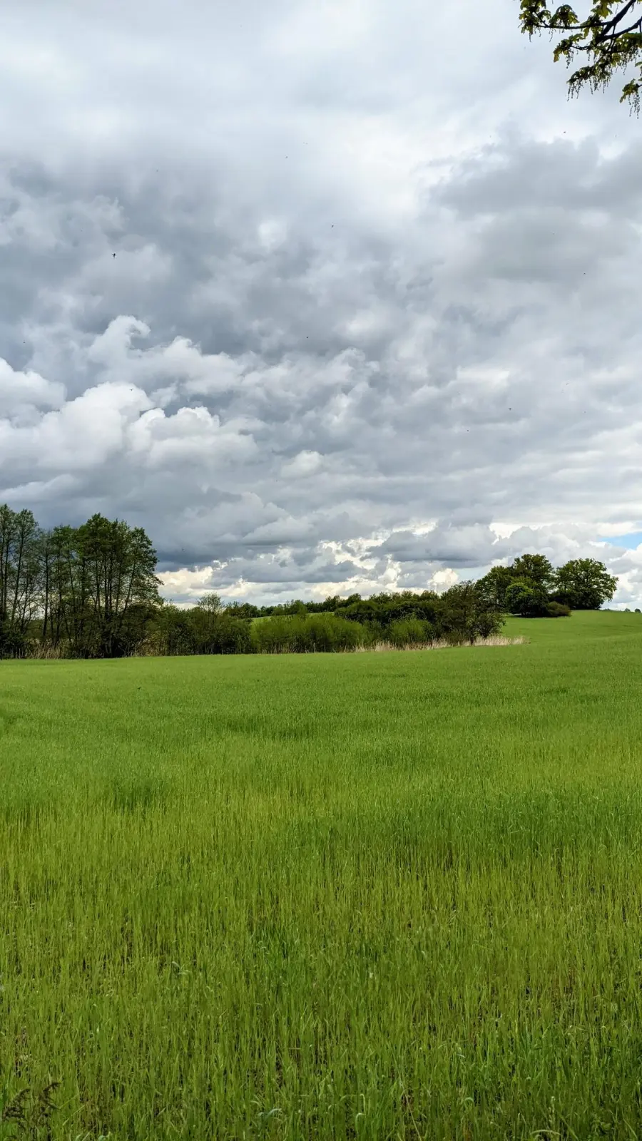 Feldweg an einer Hecke hinter Brodowin