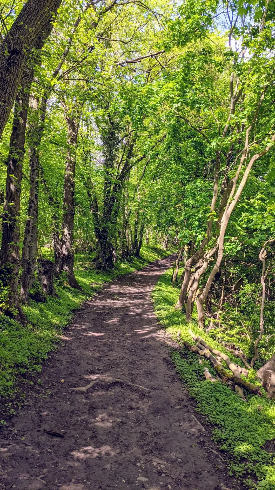 Hohlweg am Albrechtsberg in Oderberg