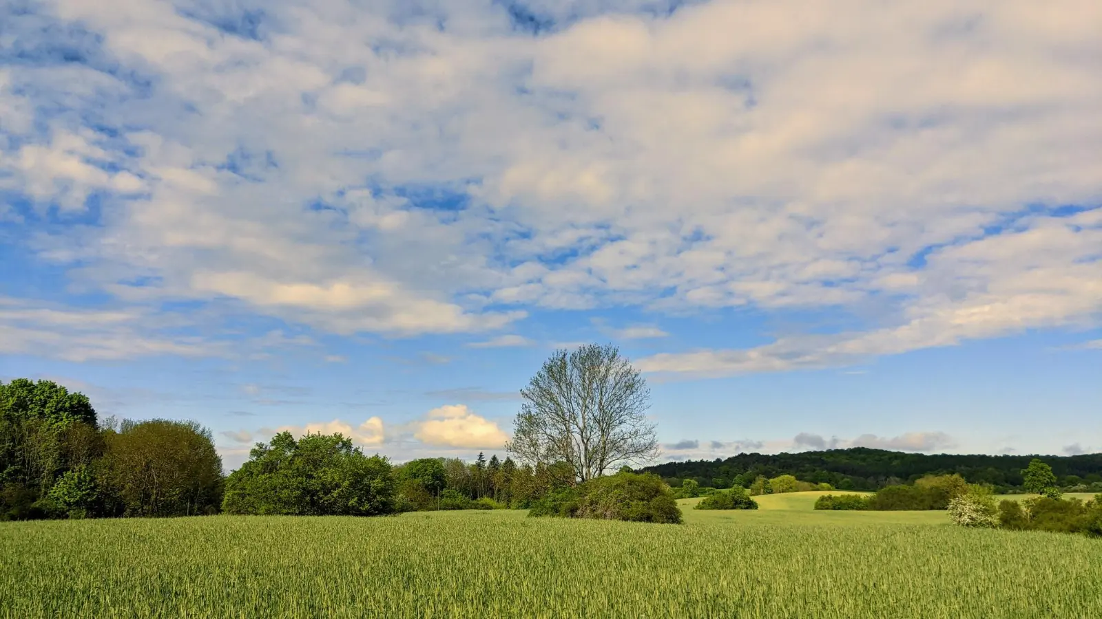 Felder hinter Oderberg