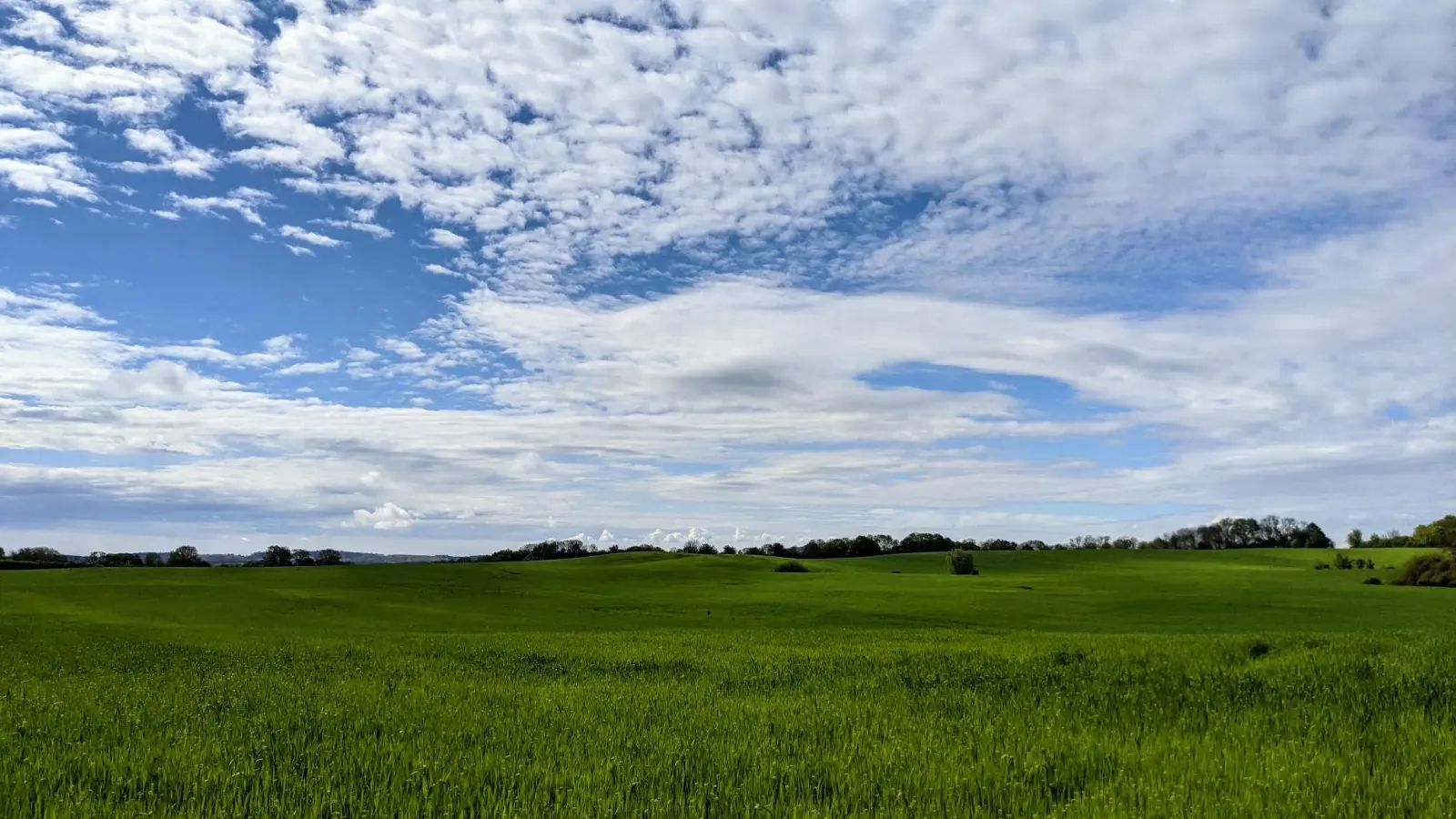 Felder auf dem Weg zum Pimpinellenberg