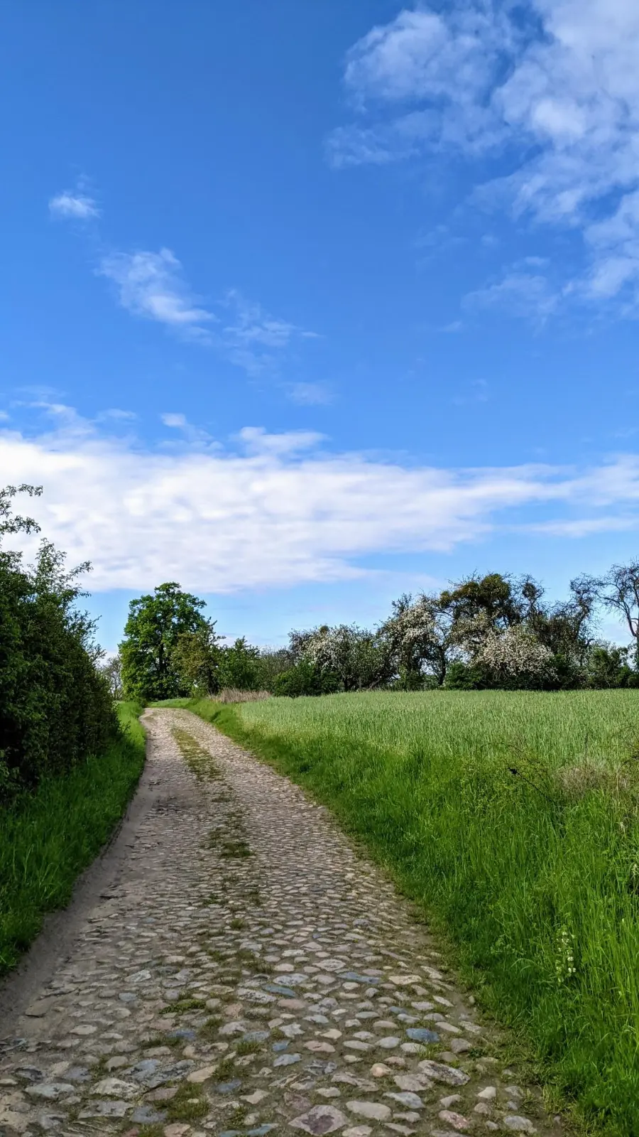 Alter Pflasterweg hinter Oderberg