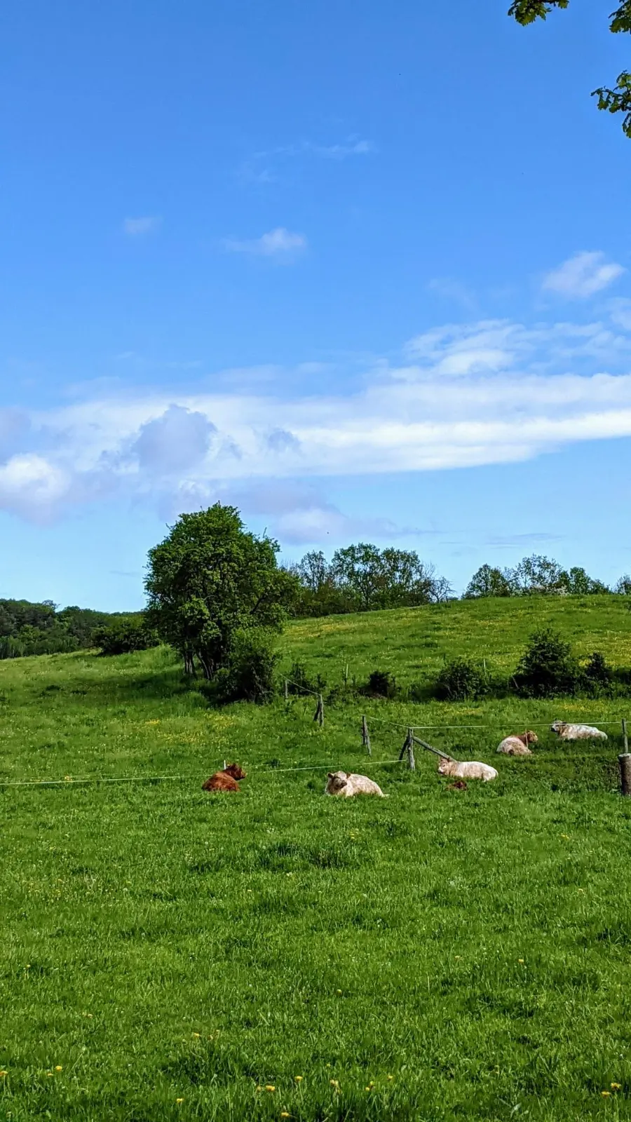 Schafe auf einer Weide vor dem Pimpinellenberg