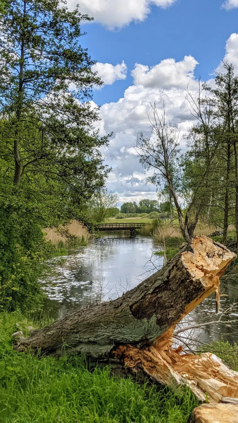 Abgebrochener Baum am Finowkanal bei Niederfinow