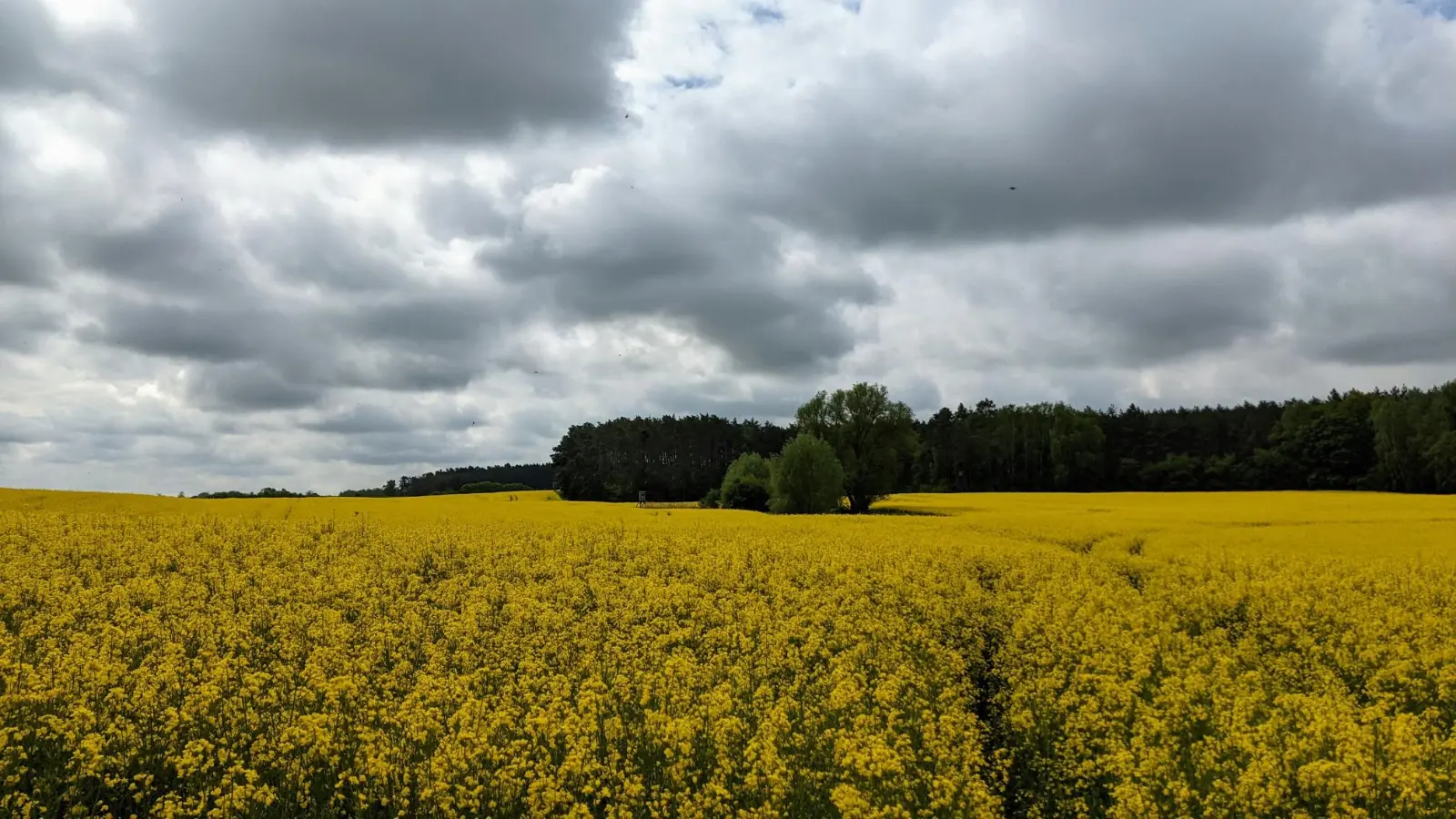 Blühendes Rapsfeld zwischen Hohenfinow und Tornow