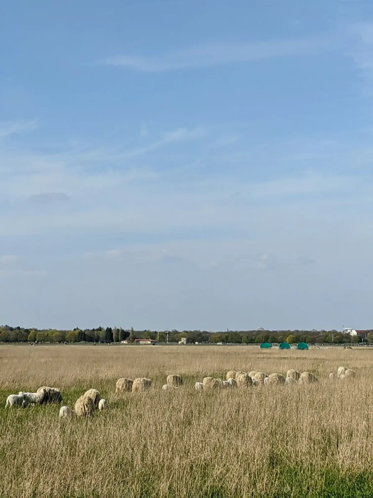 Schafherde im hohen Gras auf dem Tempelhofer Feld