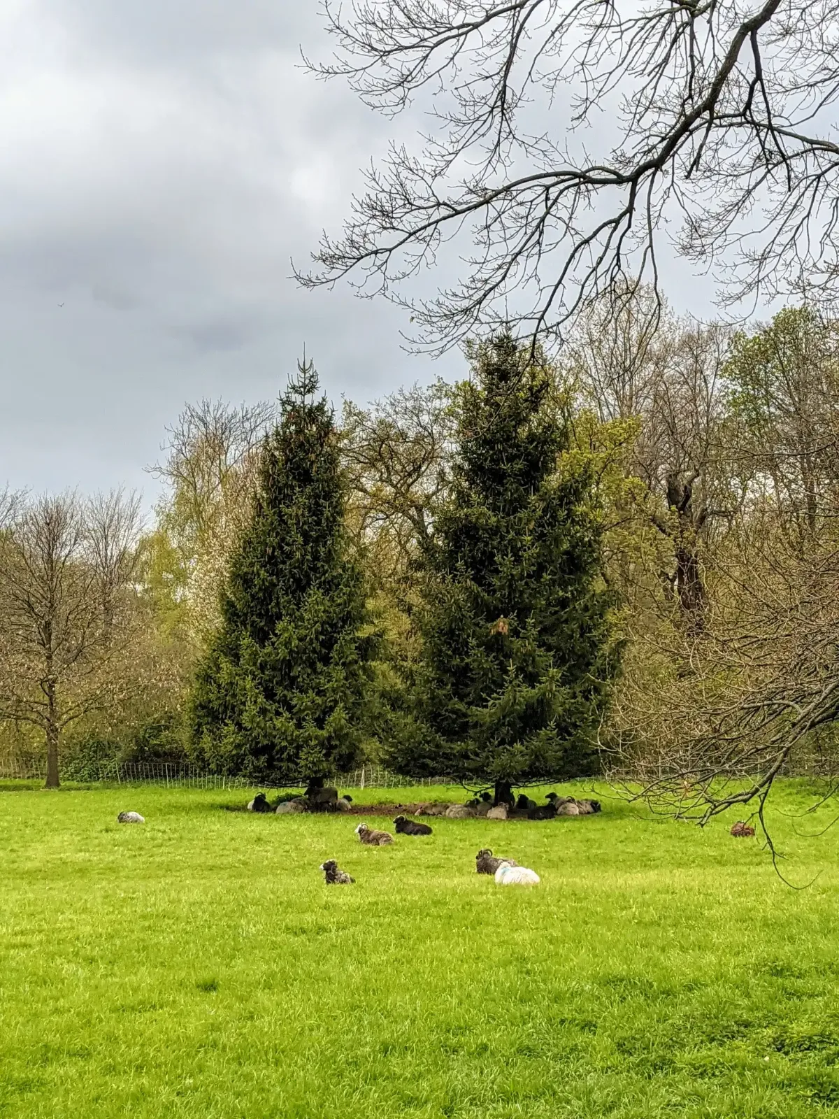 Schafe liegen unter zwei Fichten auf einer Wiese im Schlossgarten Charlottenburg