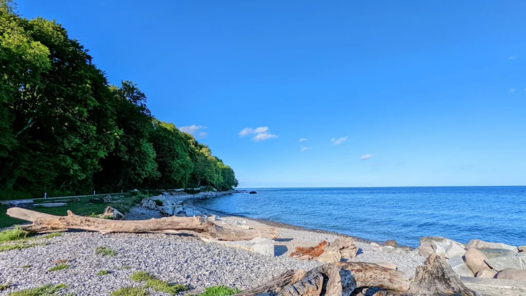 Steinstrand mit Treibholz am bewaldeten Hochufer nördlich von Alt-Sassnitz