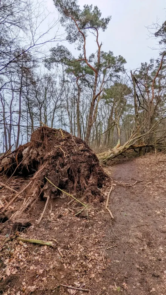 Umgestürzter Baum mit hochgestelltem Wurzelteller im Wald auf dem Schmöckwitzer Werder im Winter