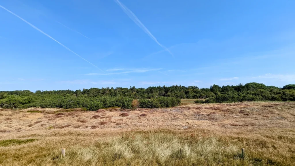 Offene Dünenheide mit dunklem Kiefernstreifen am Horizont bei Böhl