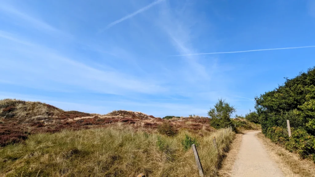 Sandiger Weg zwischen Dünen und Gebüsch westlich von Böhl