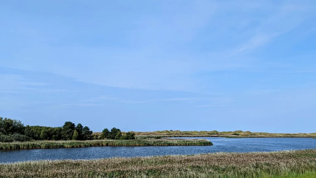 Wasserfläche mit Schilf und Gehölz am Rand der Dünen bei Ording