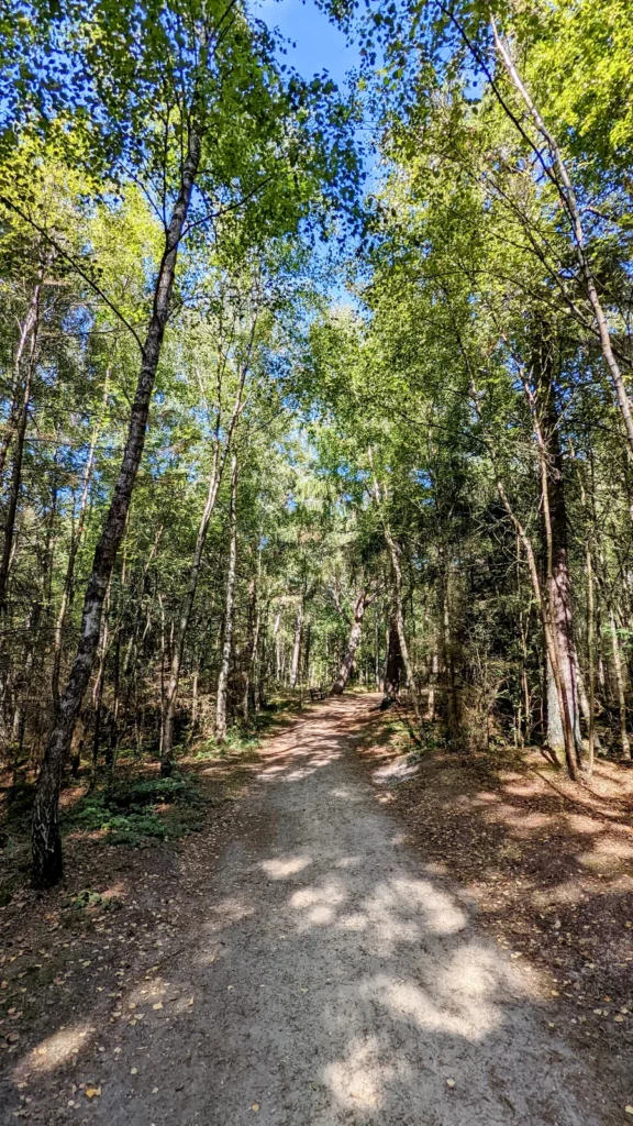 Sandiger Waldweg zwischen Birken und Kiefern bei St. Peter-Ording