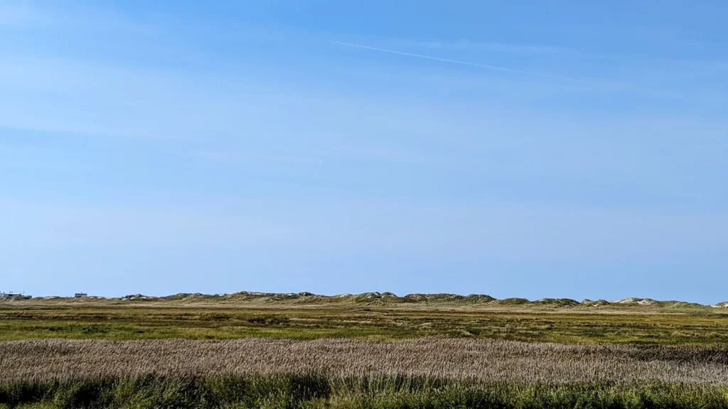 Salzwiese mit Dünen am Horizont bei St. Peter-Ording