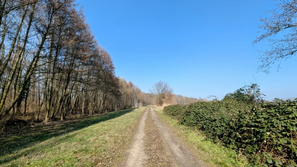 Feldweg zwischen kahlen Bäumen und einer Hecke bei Stradow