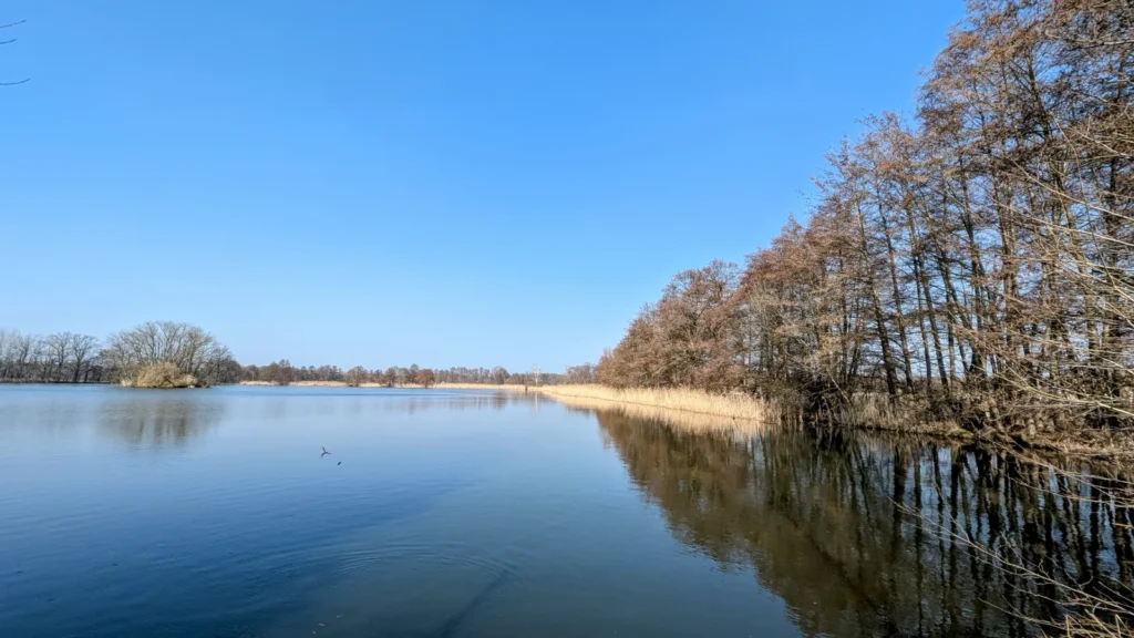 Teich mit Schilf und kahlen Bäumen am Ufer