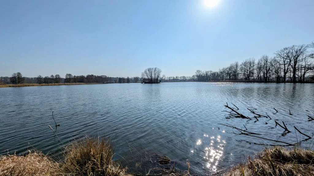 Teichfläche mit Gegenlicht und Schilf am Ufer
