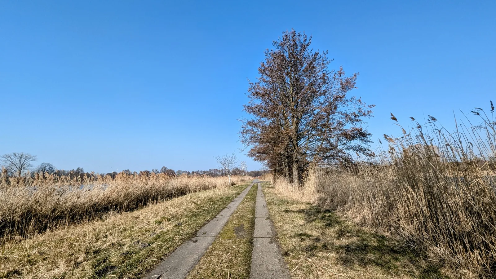 Schmaler Weg zwischen Schilf und einem einzelnen Baum an den Stradower Teichen
