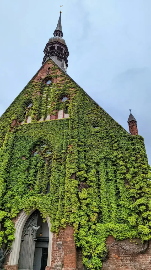 Mit Efeu bewachsener Giebel der Heilgeistkirche in Stralsund