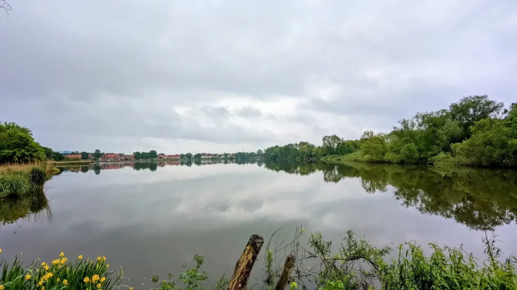 Teich am Tribseer Damm in Stralsund mit Schilf und gelben Iris am Ufer