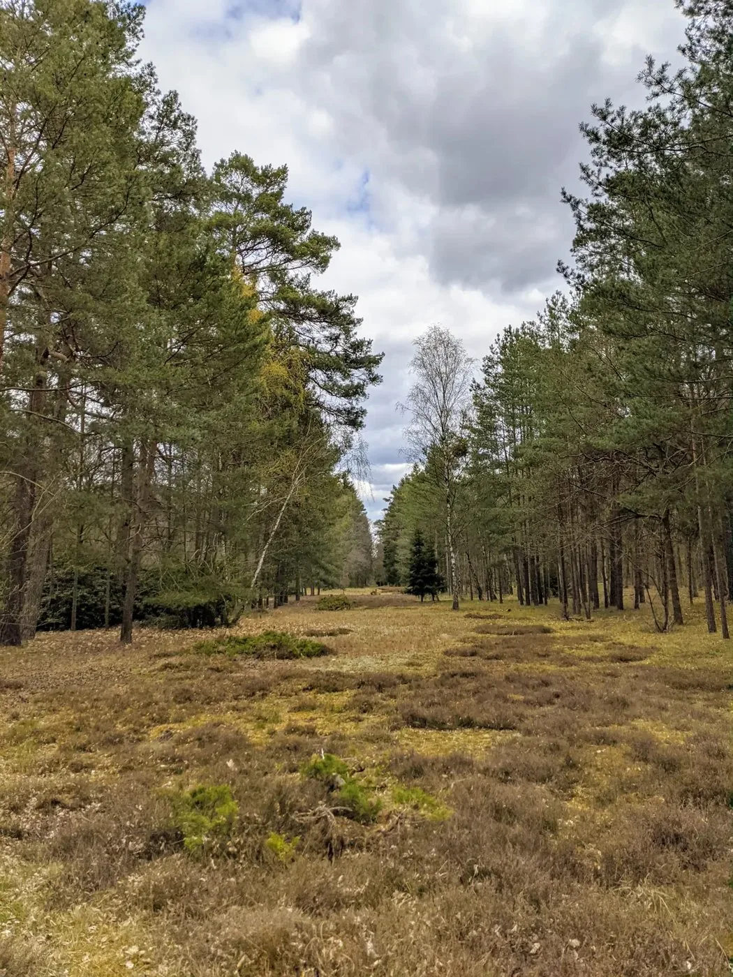 Breiter Weg mit Heidevegetation zwischen Kiefern
