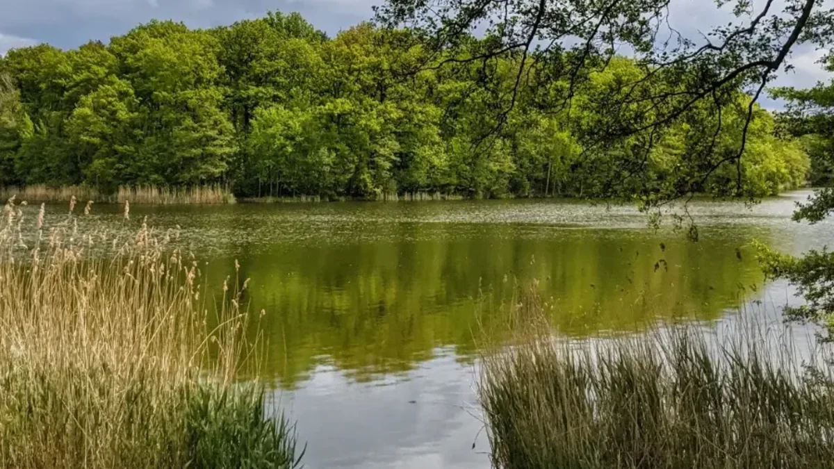 Blick über einen See im Sutschketal, im Vordergrund Schilf, am gegenüberliegenden Ufer Laubwald unter wolkigem Himmel