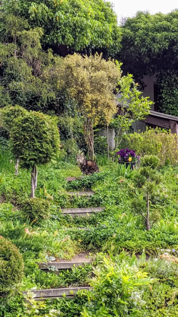 Bewachsener Garten mit Stufen und Formgehölzen