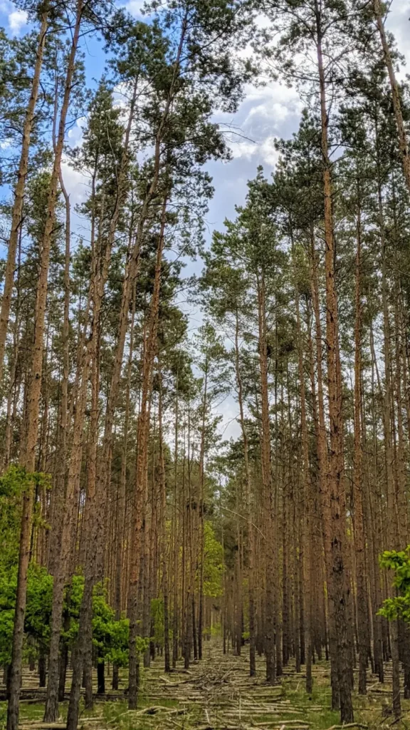 Hohe Kiefern in einem Wald im Sutschketal