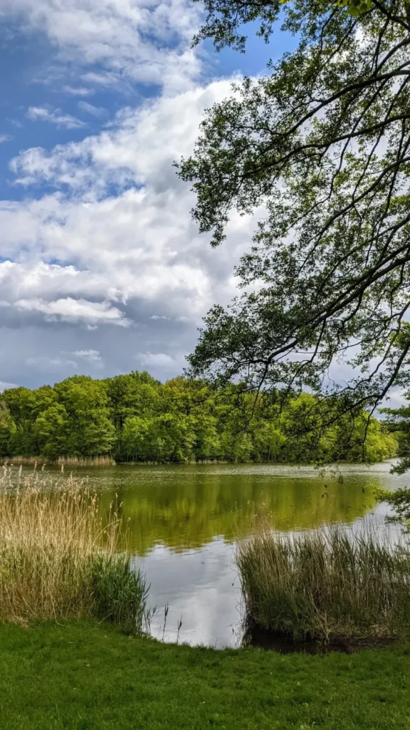 Schilf am Ufer eines Sees im Sutschketal, im Wasser spiegeln sich Bäume