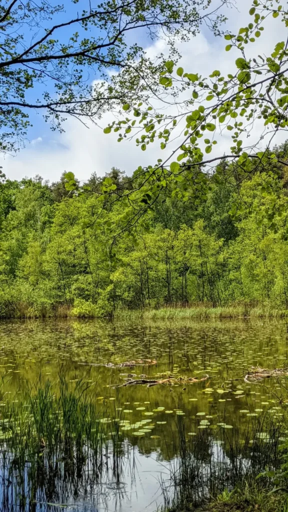 See mit Seerosen und bewaldetem Ufer im Sutschketal