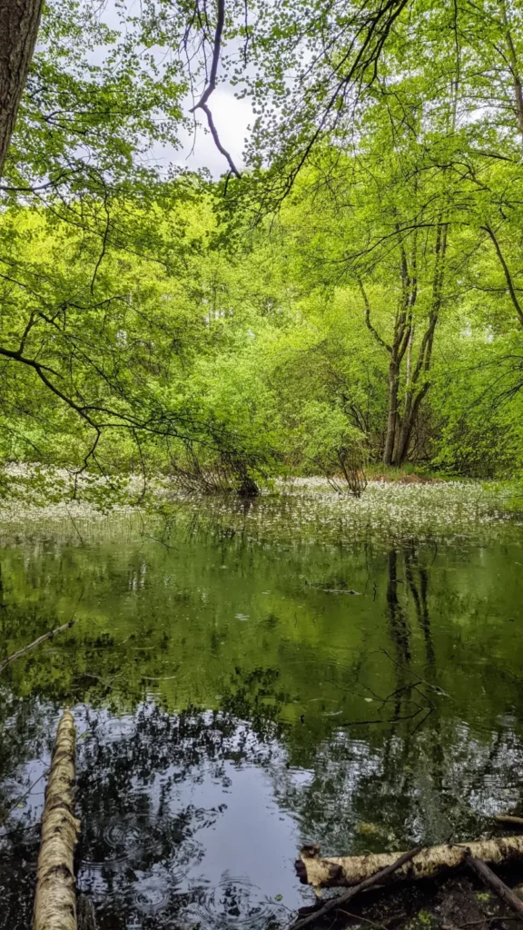 Grün belaubte Bäume spiegeln sich in einem Teich