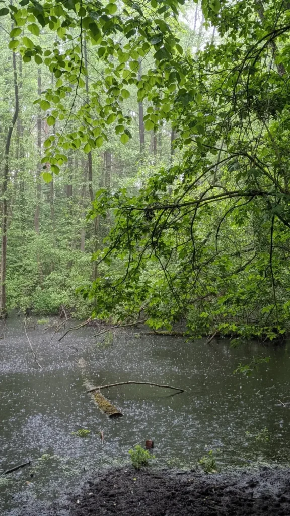 Dunkler Waldteich im Sutschketal