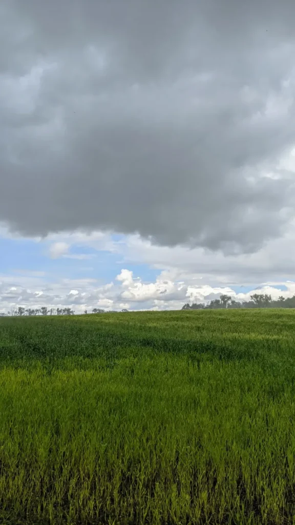 Grünes Feld unter wolkigem Himmel