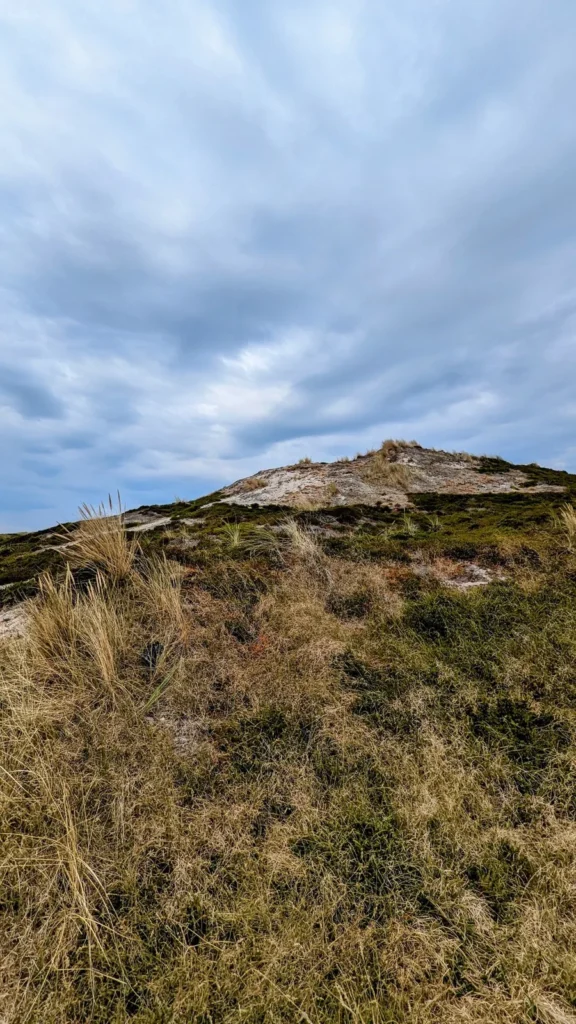 Düne mit Strandhafer an der Westküste von Sylt bei Rantum