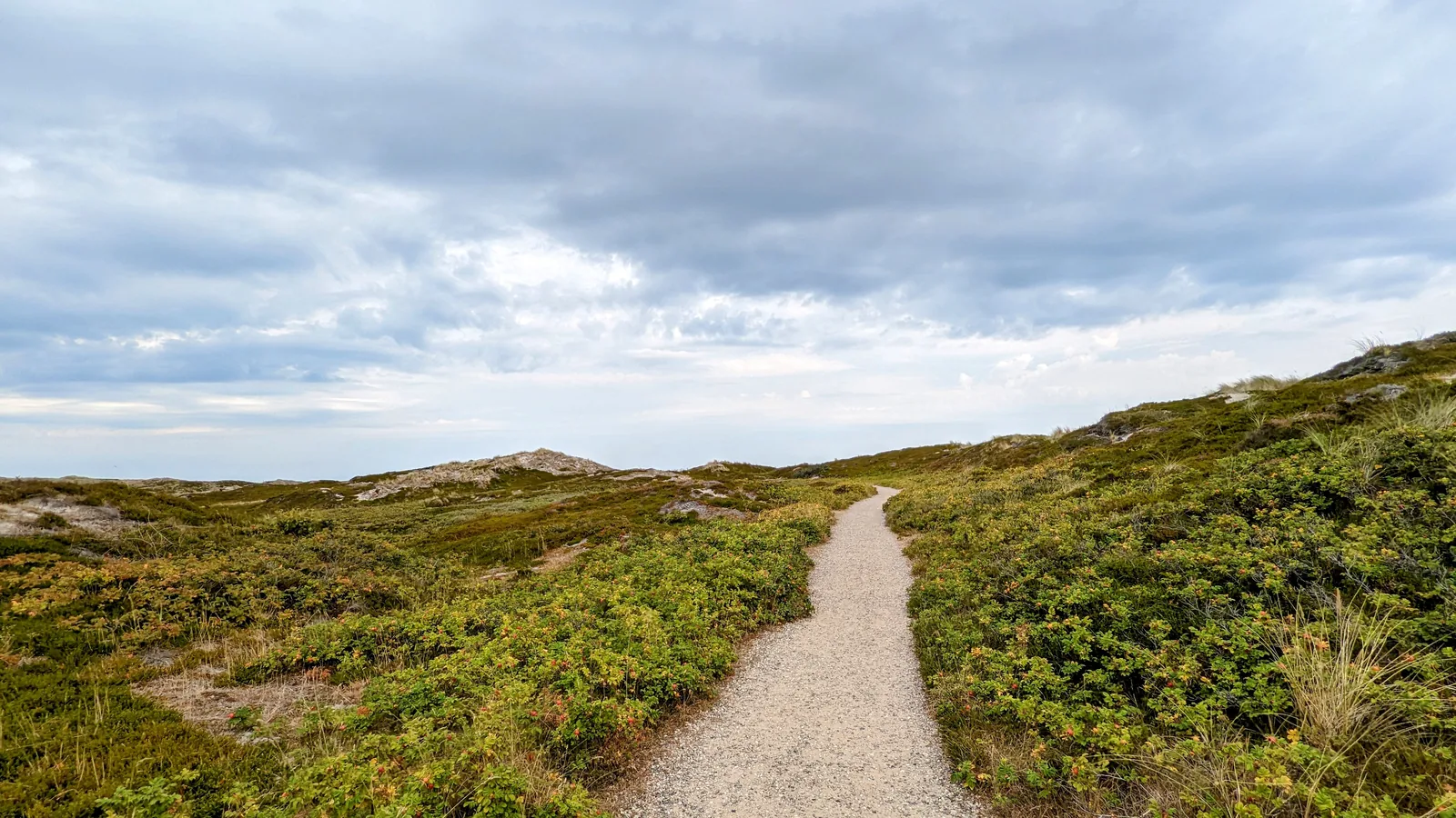 Sandweg durch die Dünenheide an der Westküste von Sylt bei Rantum