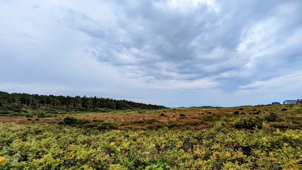 Heidelandschaft mit Kiefernwald nördlich von Westerland auf Sylt