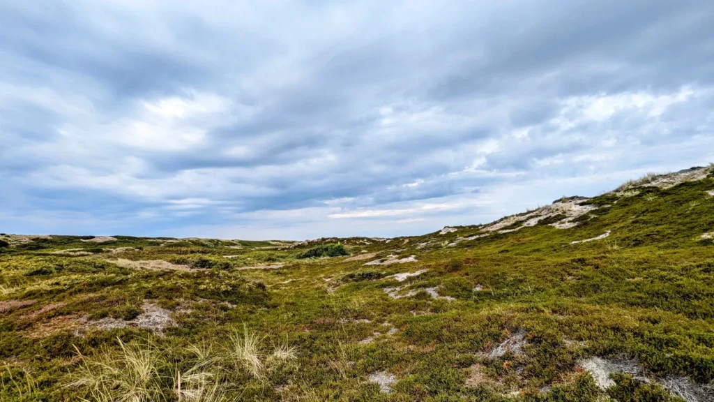 Heide und Dünen an der Westküste von Sylt bei Rantum
