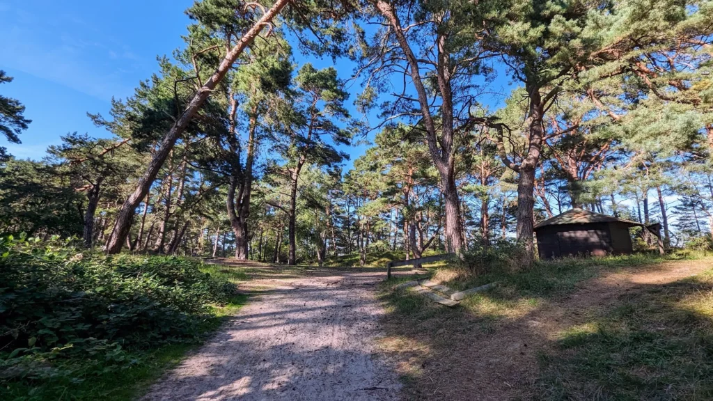 Waldweg unter Kiefern mit kleiner Schutzhütte zwischen Trassenheide und Zinnowitz