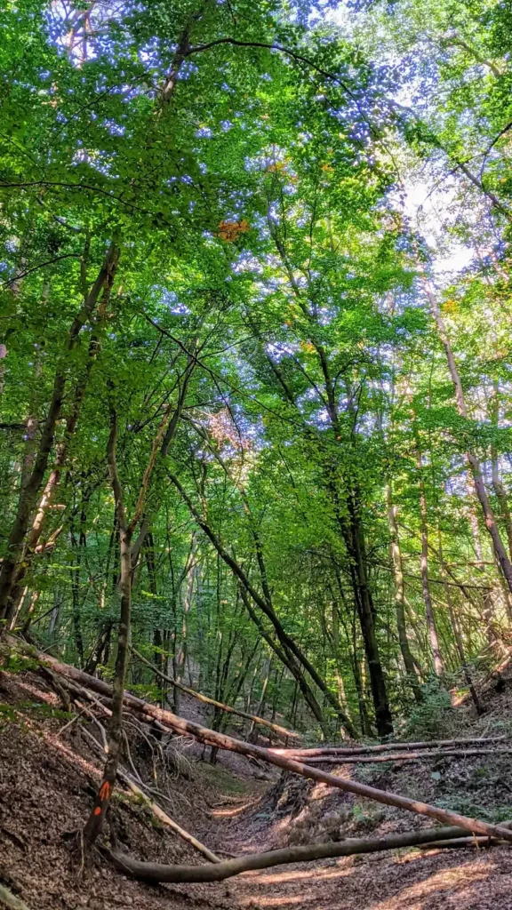 Waldweg mit umgestürzten Ästen in den Falkenberger Höhen