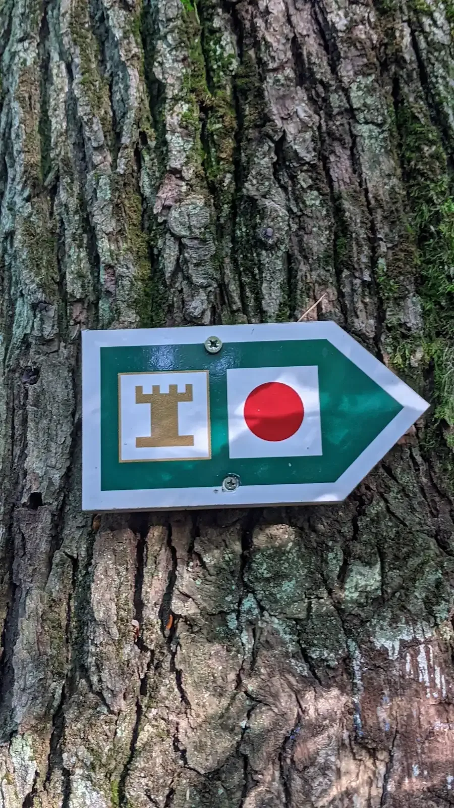Wegzeichen des Turmwegs am Baum: grüner Pfeil mit Turmsymbol und rotem Punkt