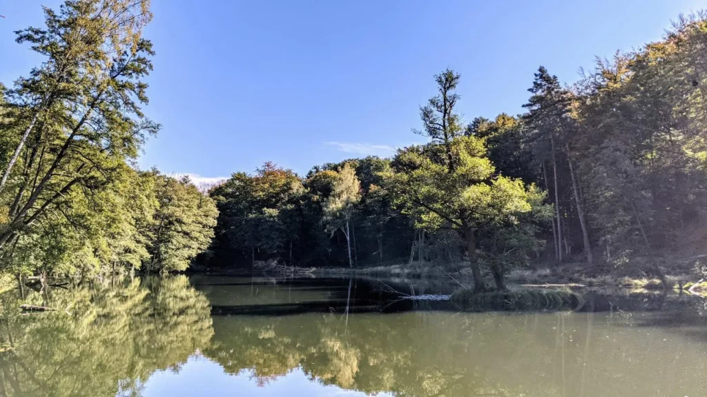 Teich im Wald mit Spiegelung der Bäume